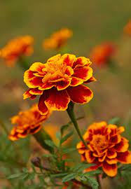 Pin On Flowers
