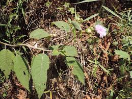 Image result for Bothriocline