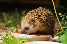7 Tipps Fur Einen Igelfreundlichen Garten Igel Im Garten Igel Garten