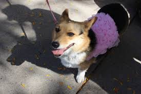 Amazon's choice for corgi halloween. Top Ten Cutest Puppy Costumes From Tour De Corgi The Rocky Mountain Collegian