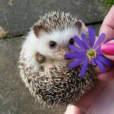 There Are More Than 10 Different Species Of Hedgehog Out There And How Long Do Hedgehogs Live Is Dependent On That Sp Hedgehog Pet Baby Hedgehog Cute Hedgehog