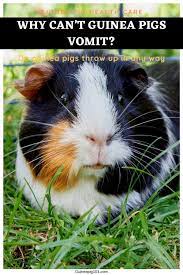 Pin On All About Animals