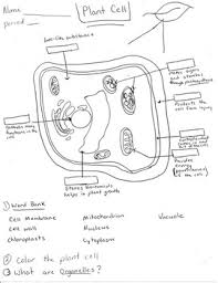 Third graders will enjoy discovering new facts about the plant life cycle, the anatomy of a volcano, types of energy, the planets of the solar system, and more in these third grade science worksheets. 34 Label The Plant Cell Diagram Labels Database 2020