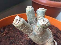 Check spelling or type a new query. Pruning Trimming Adeniums Youtube