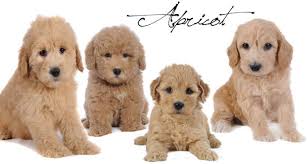 The mini goldendoodle is your answer: English Goldendoodle Color Varieties Teddybear Goldendoodles English Goldendoodle Goldendoodle Teddy Bear Doodle