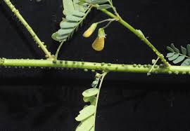 Image result for Sesbania pachycarpa
