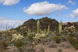 The park is the only place in the united states where the senita and organ pipe cactus grow wild. Organ Pipe Cactus Nm Brennis Reisewelt
