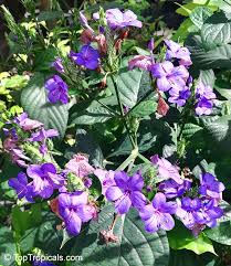 Image result for Eranthemum pulchellum