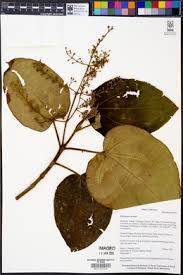 Image result for Dichaetanthera corymbosa