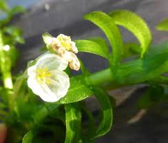 Image result for Elodea