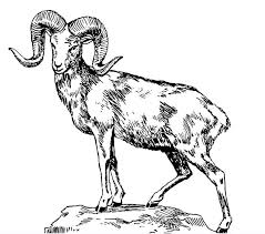 Start your bighorn sheep by drawing its head. Big Horned Sheep Coloring Page Coloring Book Big Horn Sheep Goats Animal Drawings