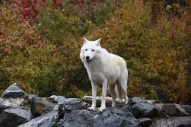 The international wolf center is an amazing wolf sanctuary in northern minnesota inside the superior national forest. Besuch Des International Wolf Symposiums 2018 Minneapolis Usa Chwolf Org