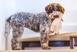 Maybe you would like to learn more about one of these? 17 Curly Haired Dog Breeds Playbarkrun