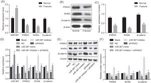 Maybe you would like to learn more about one of these? Downregulation Of Microrna 367 Promotes Osteoblasts Growth And Proliferation Of Mice During Fracture By Activating The Panx3 Mediated Wnt B Catenin Pathway Jia 2019 Journal Of Cellular Biochemistry Wiley Online Library
