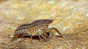 Washington department of fish and wildlife manages recreational and commercial fisheries for crayfish. An Aquarium Accident May Have Given This Crayfish The Dna To Take Over The World Science Aaas