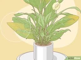 كيفية رعاية نباتات زنابق السلام 15 خطوة صور توضيحية Wikihow