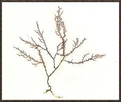 Image result for Hyparrhenia newtonii