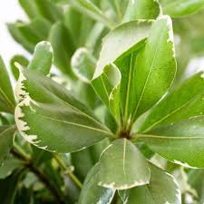 Image result for Pittosporum