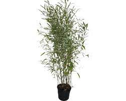 bambus floraself phyllostachys bissetii h 120 150 cm co 30 l kaufen bei hornbach ch