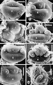 Image result for Baphiopsis parviflora