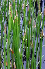 Image result for Eleocharis naumanniana
