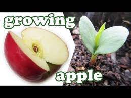 Growing Fruit Trees From Seeds Homesteading Tips Homesteading Growing Fruit Trees Tomato Seedlings Apple Tree From Seed