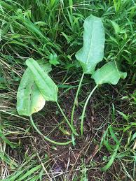 Image result for Rumex nepalensis