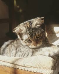 Pin On Scottish Fold Yavru Kediler