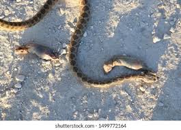 Portrait Snake Nature Palestine Stock Photo 1499772164