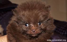 Black And Brown Pomeranian Price Chocolate Pomeranians Pomeranian Colors Pomeranian Dog Chocolate Pomeranian
