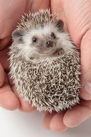 Cute Hedgehog In Hands 9 Pics With Other Cute Animals Cute Hedgehog Cute Animals Hedgehog Pet