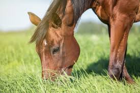 › best horse vitamin mineral supplement. Why Your Horse Needs Vitamin E The Horse Owner S Resource