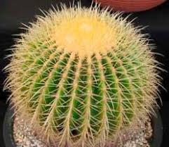 Los cactus vienen en muchos tamaños y pueden ser bajos y achaparrados o tan altos como. Cactus De Barril Cultivo Y Cuidados Blog Patricia Lopez Diseno Floral