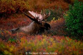A Bull Moose Rests In The Colorful Brush Of The Autumn Tundra In Denali National Park Alaska Alaskan Moose Moose Hunting Moose
