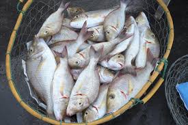 Download the perfect fishing pictures. 201 Fresh Fish Dubai Fish Market Photos Free Royalty Free Stock Photos From Dreamstime