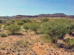 Image result for Tragus koelerioides