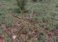 Image result for Eustachys paspaloides