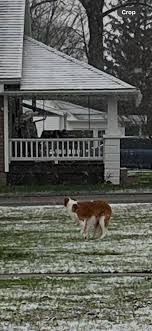 Dog is back with its owner. Is this your dog? Not the best picture but this  dog was