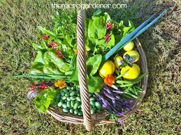 Strawberries and flowers in a container garden. 13 Benefits Of Growing Flowers In Your Vegetable Garden The Micro Gardener