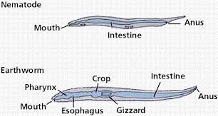 the digestive system