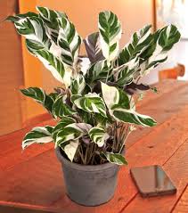 Indoor Plants Tropical Indoor House Plants For Sale At Logee S Calathea Plant Peacock Plant Plants