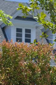 Privet is the plant of choice in. Keep Out 5 Fast Growing Privacy Plants Bless My Weeds