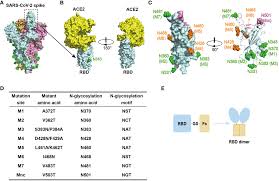 Frontiers | Inducing enhanced neutralizing antibodies against broad  SARS-CoV-2 variants through glycan-shielding multiple non-neutralizing  epitopes of RBD