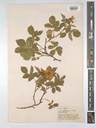 Image result for Rhaptopetalum roseum