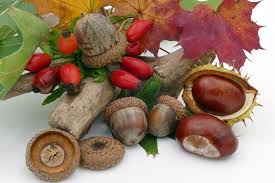 Mit ihren süßen und frechen gesichtern zaubern sie jedem ein lächeln ins gesicht. Herbst Kastanien Eicheln Kostenloses Foto Auf Pixabay