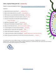 Worksheets are ask a biologist 07 08 plant and animal cell diagram and coloring work cell ebrate science without work. Cell Coloring Prokaryote Key Color A Typical Prokaryote Cell Answer Key Student Document Available For Free At Course Hero