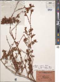 Image result for Bergia capensis