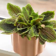 Image result for Pilea rivularis