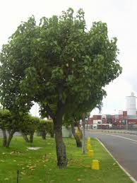 Image result for Thespesia populneoides