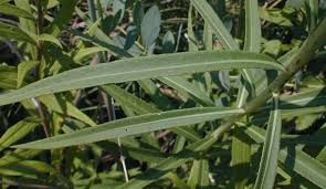 Image result for Vernonia kirkii